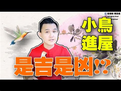 自來鳥|為何自來雀遠離？風水師教改運